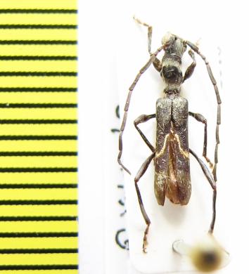 Oxilus lomii  Ethiopia - INSECTS-STORE.RU