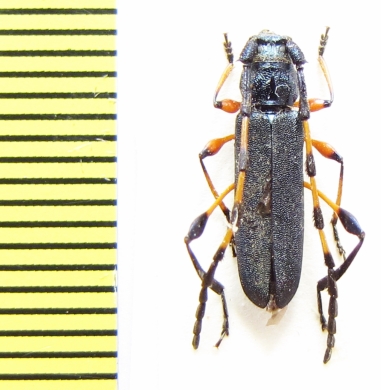 Evgenius viridescens  Ethiopia - INSECTS-STORE.RU