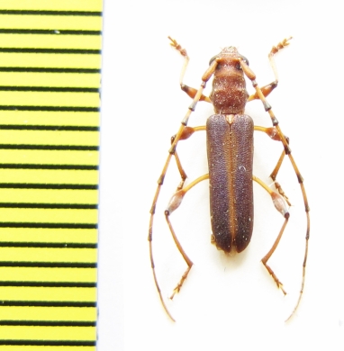 Cordylomera annulicornis  Ethiopia - INSECTS-STORE.RU