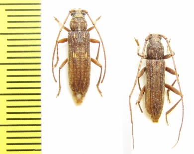 Zoodes liturifer, pair  Ethiopia - INSECTS-STORE.RU