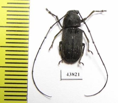 Anthribidae sp.  China - INSECTS-STORE.RU