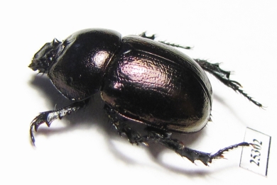 Odontotrypes roborowskyi  China - INSECTS-STORE.RU