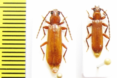 Holorusius crocatus  Ethiopia - INSECTS-STORE.RU