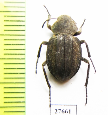 Tenebrionidae sp.  South Africa Rep. - INSECTS-STORE.RU