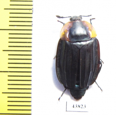 Necrophila sp.  Pakistan - INSECTS-STORE.RU