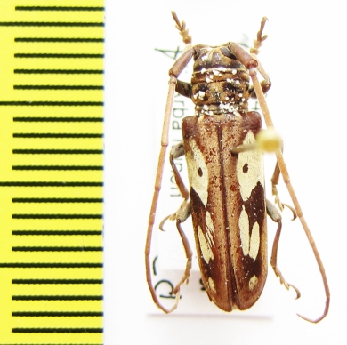 Prosopocera ? peeli  Ethiopia - INSECTS-STORE.RU