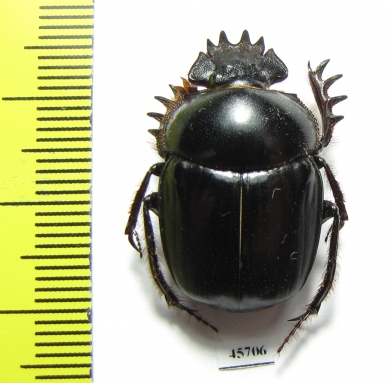 Scarabaeus sp.  South Africa Rep. - INSECTS-STORE.RU