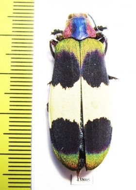 Chrysochroa corbetti  Thailand - INSECTS-STORE.RU
