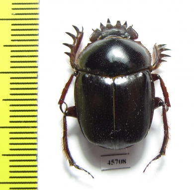 Scarabaeus sp.  South Africa Rep. - INSECTS-STORE.RU