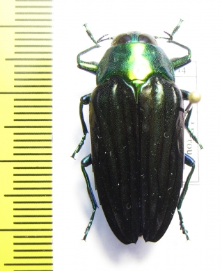 Colobogaster sp.  Peru - INSECTS-STORE.RU