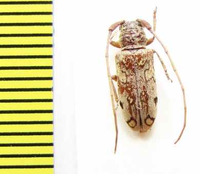 Chariesthes schatzmayri  Ethiopia - INSECTS-STORE.RU