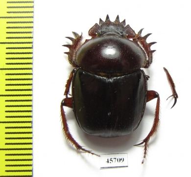 Scarabaeus sp.  South Africa Rep. - INSECTS-STORE.RU