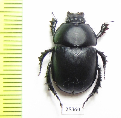 Phelotrupes substriatellus  China - INSECTS-STORE.RU
