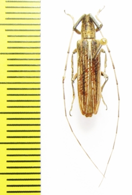 Hyllisia abyssinica  Ethiopia - INSECTS-STORE.RU