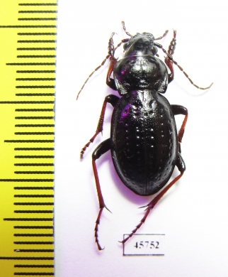 Carabus (Pachystus) hungaricus cribellatus  Russia, Krasnoyarsk reg. - INSECTS-STORE.RU