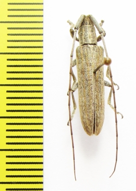 Hyllisia stenideoides  Ethiopia - INSECTS-STORE.RU