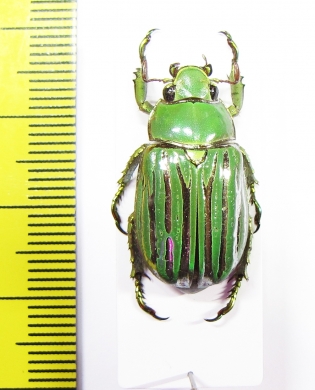 Chrysina gloriosa  USA - INSECTS-STORE.RU