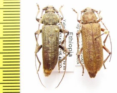 Hololeprus variolosus somalicus, pair  Ethiopia - INSECTS-STORE.RU