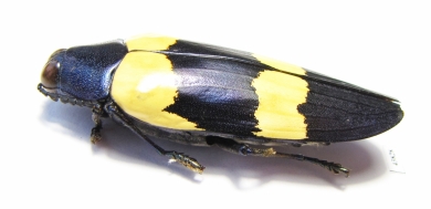 Chrysochroa mniszechi  Thailand - INSECTS-STORE.RU
