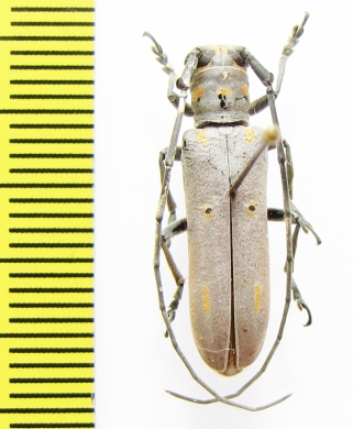 Prosopocera wahlbergi  Ethiopia - INSECTS-STORE.RU