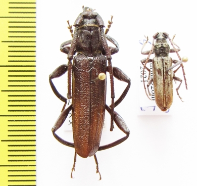 Xystrocera nigrita, Derolus arciferus  Ethiopia - INSECTS-STORE.RU