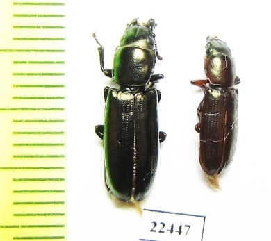 Trogossitidae sp.  Peru - INSECTS-STORE.RU