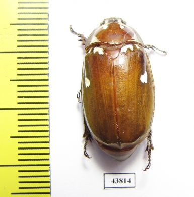 Melolontha maculata  Laos - INSECTS-STORE.RU