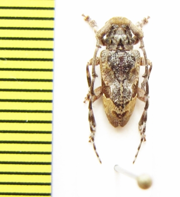 Idactus flavovittatus  Ethiopia - INSECTS-STORE.RU