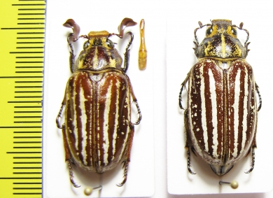 Polyphylla taiwana, pair  Taiwan - INSECTS-STORE.RU