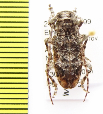 Idactus maculicornis  Ethiopia - INSECTS-STORE.RU