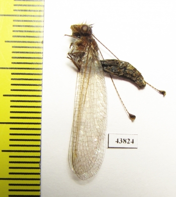 Ascalaphidae sp.  Colombia - INSECTS-STORE.RU