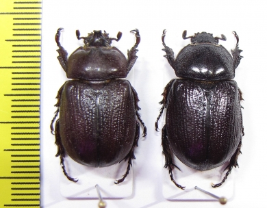 Cyphonistes sp., pair  Namibia - INSECTS-STORE.RU