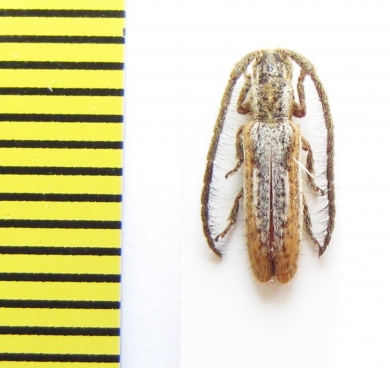 Sophronica subdivisa  Ethiopia - INSECTS-STORE.RU