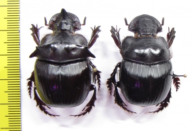 Catharsius bradshawi, pair  Angola - INSECTS-STORE.RU