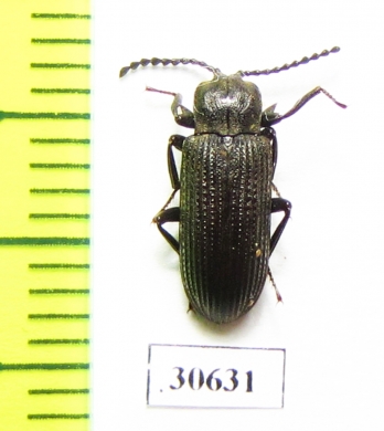 Tenebrionidae sp.  Zambia - INSECTS-STORE.RU