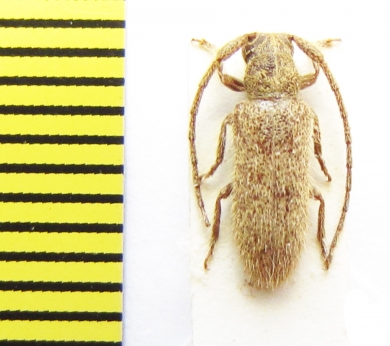 Sophronica rufula  Ethiopia - INSECTS-STORE.RU