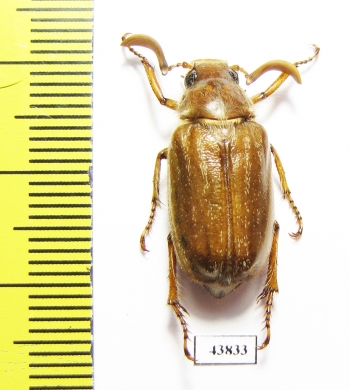 Polyphylla dahnshuensis  Taiwan - INSECTS-STORE.RU