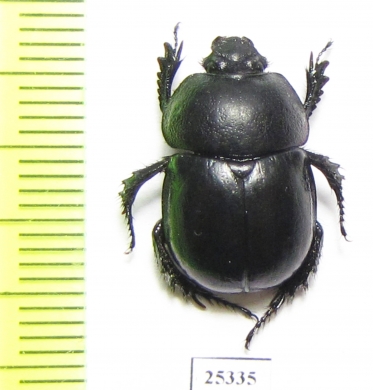 Odontotrypes cobaltipennis  China - INSECTS-STORE.RU
