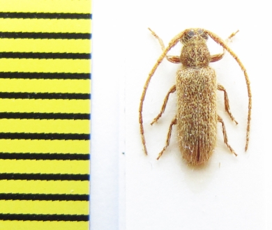 Sophronica rufula  Ethiopia - INSECTS-STORE.RU