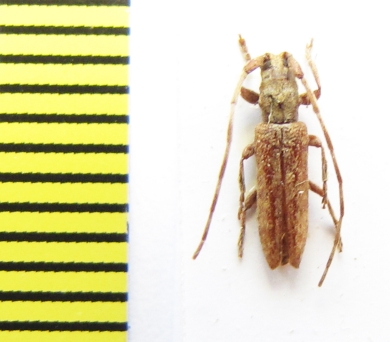 Deroplia simplex  Ethiopia - INSECTS-STORE.RU