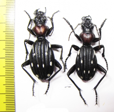 Anthia decemguttata ssp., pair  South Africa Rep. - INSECTS-STORE.RU