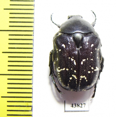 Protaetia sauteri  Taiwan - INSECTS-STORE.RU