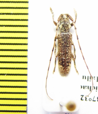 Deroplia insignis  Ethiopia - INSECTS-STORE.RU