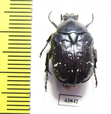 Protaetia sauteri  Taiwan - INSECTS-STORE.RU