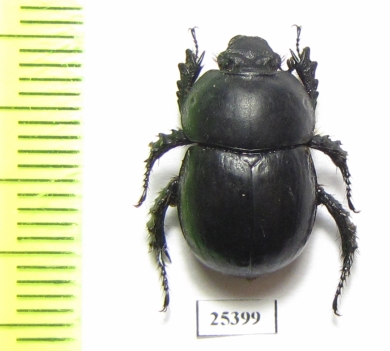 Odontotrypes kucerai  China - INSECTS-STORE.RU