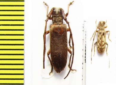 Eunidia tomseni, E.quadricincta  Ethiopia - INSECTS-STORE.RU