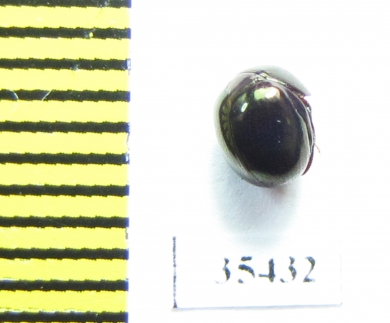 Ceratocanthinae sp.  Mexico - INSECTS-STORE.RU