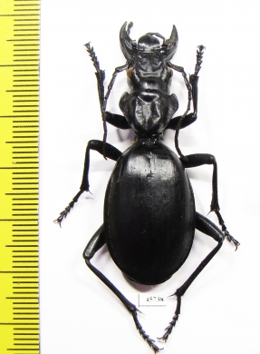 Anthia maxillosa, female  South Africa Rep.  50mm - INSECTS-STORE.RU