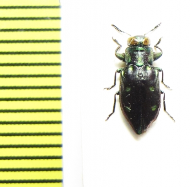 Chrysobothris sp.  Peru - INSECTS-STORE.RU