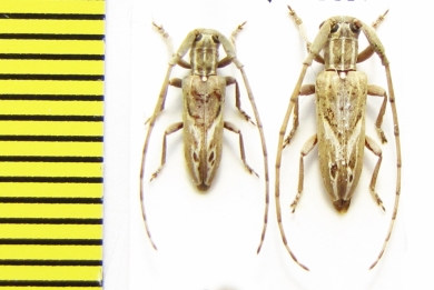 Eunidia brunneopunctata strigatoides  Ethiopia - INSECTS-STORE.RU